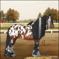 Horse Color:White Spotted Bay Appaloosa 