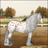 Horse Color:White Spotted Bay Appaloosa
