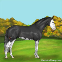 Horse Color:Black Sabino Splash 