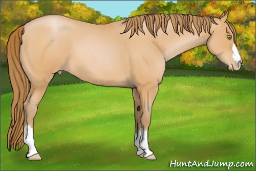 Horse Color:Bay Roan Pearl 