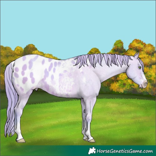 Horse Color:Watercolor Sable Champagne Dun Sabino Appaloosa 