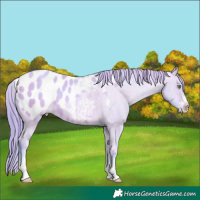 Horse Color:Watercolor Sable Champagne Dun Sabino Appaloosa 