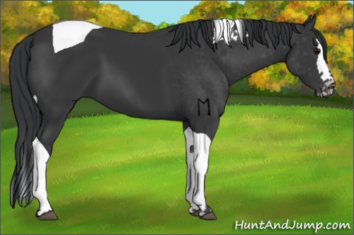 Horse Color:Black Splash Tobiano 