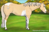Horse Color:Palomino Dun Splash Tobiano 