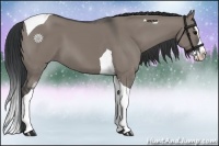 Horse Color:Grullo Splash Tobiano 