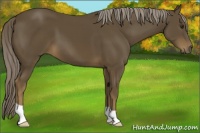 Horse Color:Chocolate Palomino 