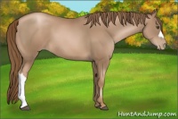 Horse Color:Liver Chestnut Pearl 