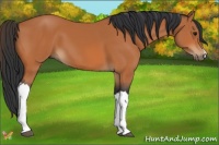 Horse Color:Bay 