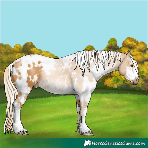 Horse Color:White Spotted Palomino Sabino 