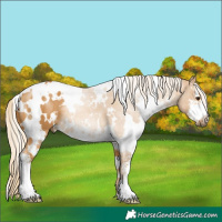 Horse Color:White Spotted Palomino Sabino 