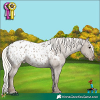 Horse Color:Silver Grullo Appaloosa 