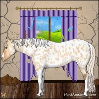 Horse Color:Silver Bay Dun Tobiano Appaloosa 