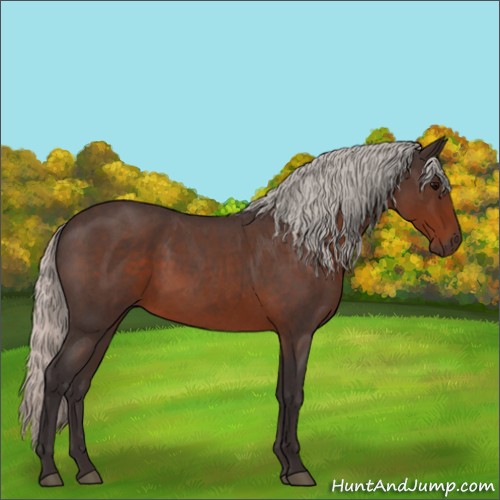 Horse Color:Silver Brown Roan