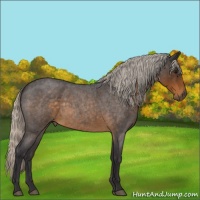 Horse Color:Silver Buckskin Roan 