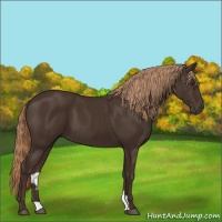 Horse Color:Liver Chestnut 