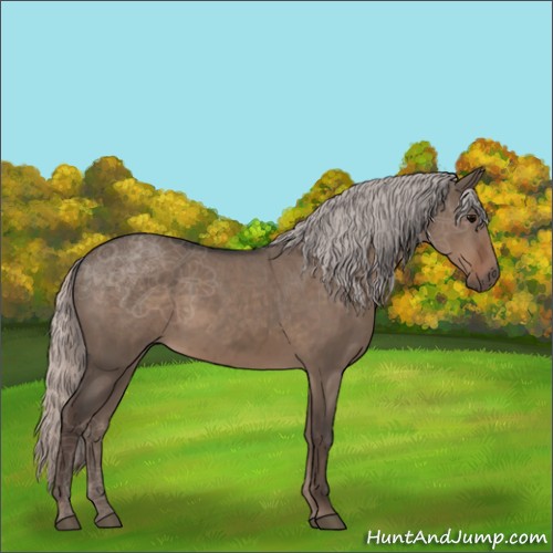 Horse Color:Silver Grullo 