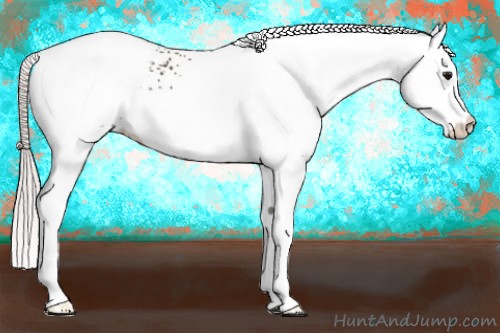 Horse Color:White Spotted Silver Black Appaloosa 