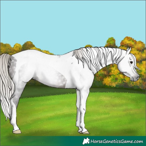 Horse Color:Gray Silver Brown Tobiano