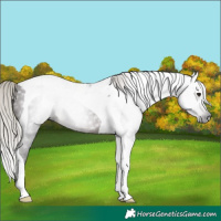 Horse Color:Gray Silver Brown Tobiano