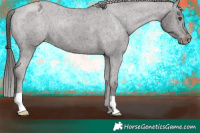 Horse Color:Liver Chestnut Appaloosa 