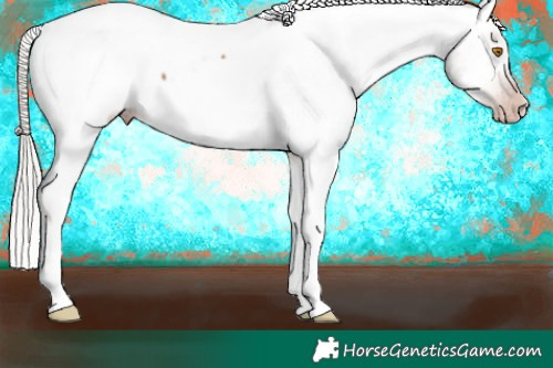 Horse Color:Gray Silver Classic Champagne Appaloosa 