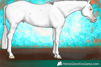 Horse Color:Gray Silver Classic Champagne Appaloosa 