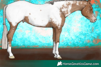 Horse Color:Gray Silver Classic Champagne Appaloosa