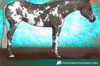 Horse Color:White Spotted Silver Black 