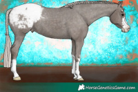 Horse Color:Silver Black Appaloosa 