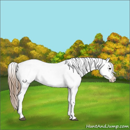 Horse Color:Grullo Varnish