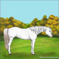 Horse Color:Grullo Varnish 
