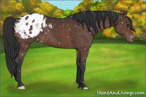 Horse Color:Brown Appaloosa 