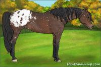 Horse Color:Brown Appaloosa 