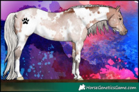 Horse Color:White Spotted Silver Brown