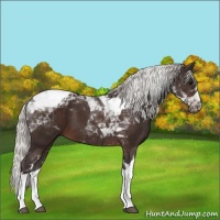 Horse Color:Silver Brown Tobiano 