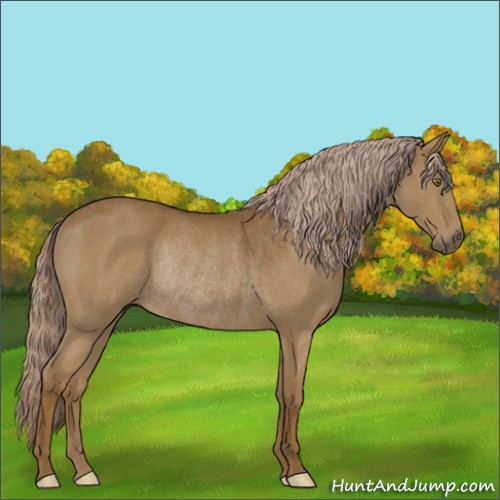 Horse Color:Chocolate Palomino Rabicano 