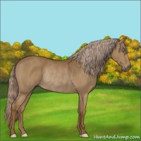 Horse Color:Chocolate Palomino Rabicano 