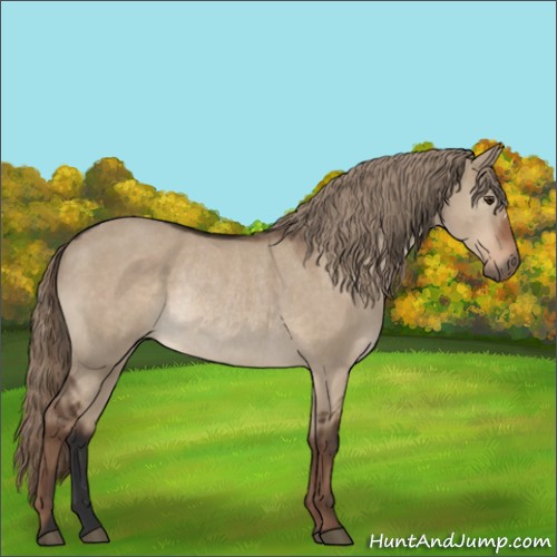 Horse Color:Liver Red Dun Rabicano 