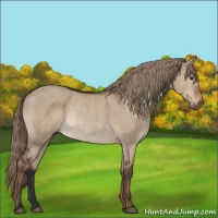 Horse Color:Liver Red Dun Rabicano 
