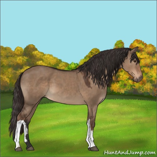 Horse Color:Liver Red Dun 