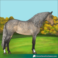 Horse Color:Silver Buckskin Roan Rabicano 