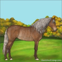 Horse Color:Silver Buckskin Rabicano