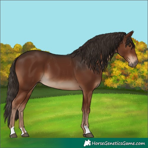 Horse Color:Liver Chestnut 