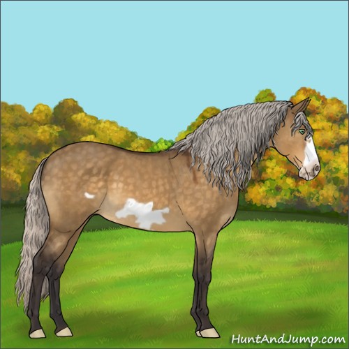 Horse Color:Silver Buckskin Dun Frame 