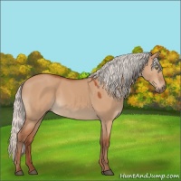 Horse Color:Silver Bay Dun 