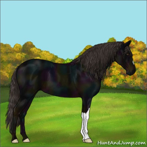 Horse Color:Midnight Liver Chestnut 