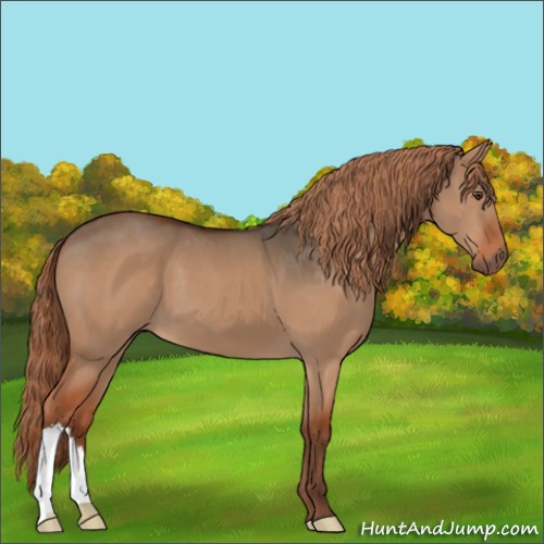 Horse Color:Liver Red Dun