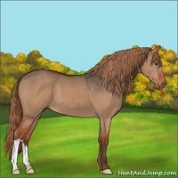 Horse Color:Liver Red Dun 