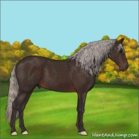 Horse Color:Silver Brown 