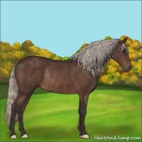 Horse Color:Silver Brown Rabicano 